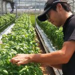植物性堆肥　静岡県磐田市
