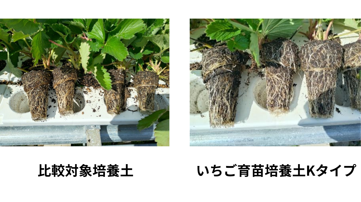 いちごの培養土