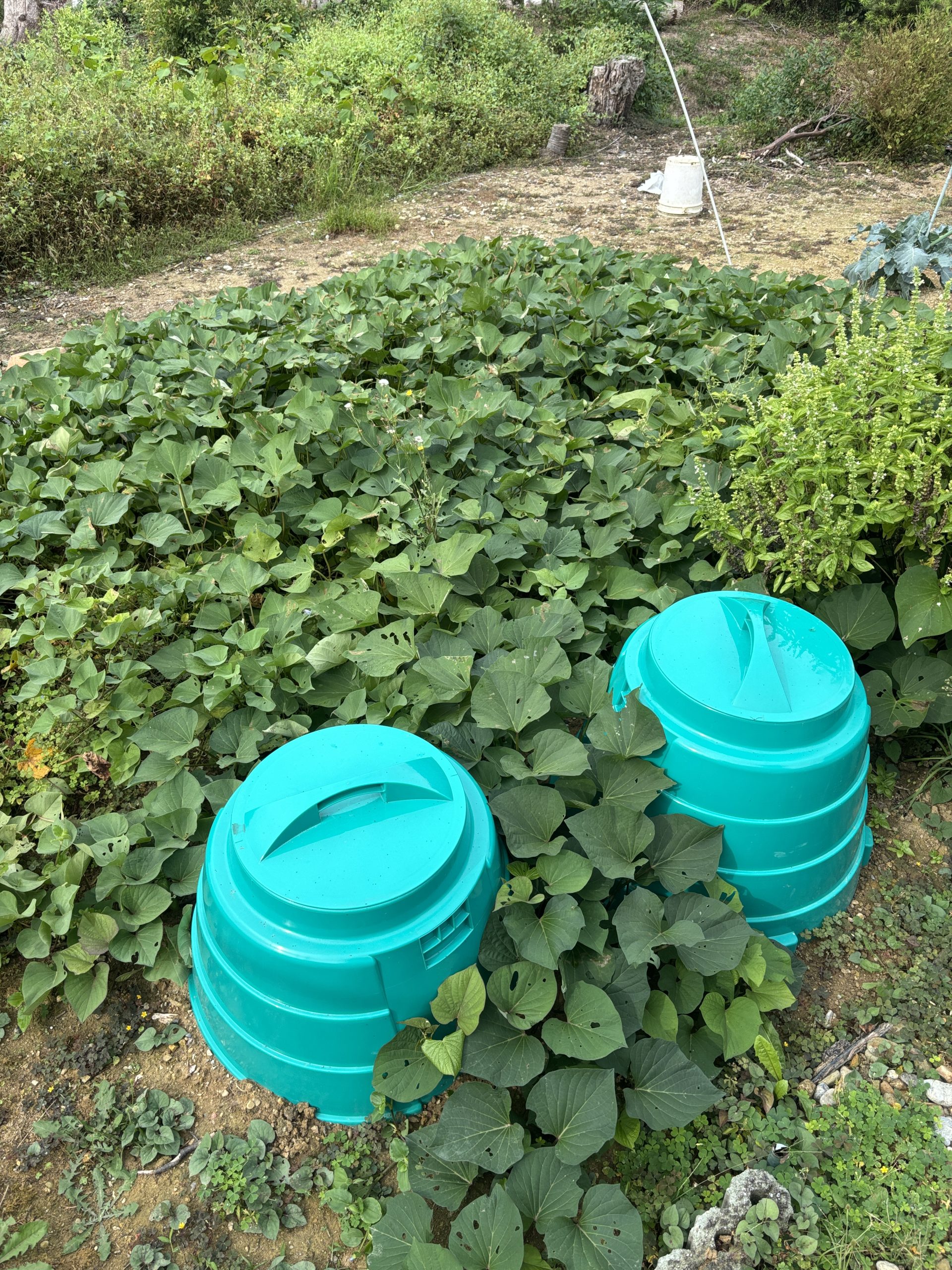 さつまいも　堆肥